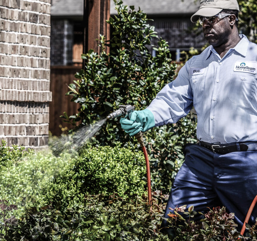 A HomeTeam technician treating shrubs around a home