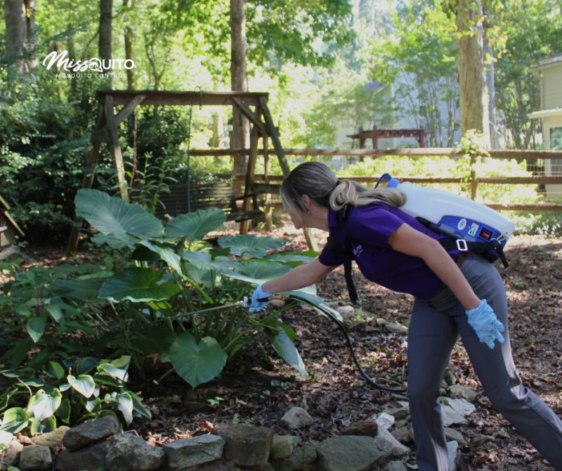 MissQuito technician applying an eco-friendly mosquito treatment in a lush green backyard